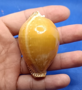 【金星宝螺】金星宝螺品牌,价格 - 阿里巴巴