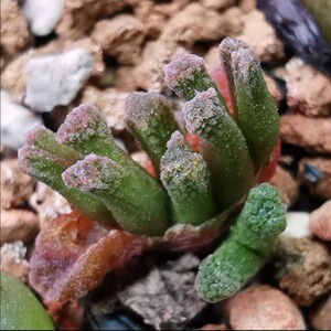 e植物番杏科肉锥属一物一拍红火柴头小型种白花可寄养美0人付款226