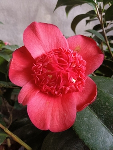 红色山茶花金盘荔枝托桂型茶花树苗阳台庭院盆栽十大华东茶