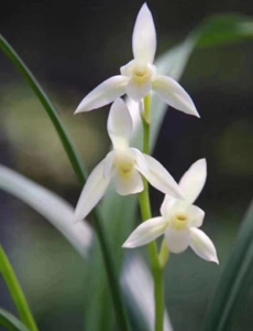 兰花 建兰铭品～漓江雪