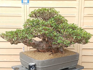 【日本盆景代购】日本盆景代购品牌,价格 - 阿里巴巴