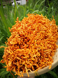 虫草花干货正品野生内蒙古蛹虫草特级云南特产无硫大孢子头