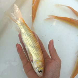 大规格金丝草鱼苗,金皖鱼(黄金皖鱼)观赏鱼