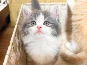 三花英短 长毛猫,小猫咪呆萌可爱,面相佳,小巧玲珑,是一群会