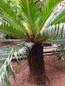 苏铁 铁树  母树,已花苞带种子,高度90厘米,直径不小于3