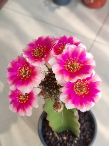 丽花属仙人球 开花仙人球 56c