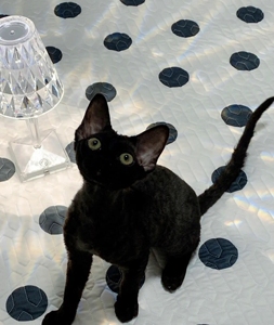 纯黑色德文卷毛猫幼猫 德文幼猫