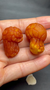 籽葫芦巴籽粉冬虫夏草菇超甜香糯玉米种感兴趣的产品干草菇鸡头菇干虾