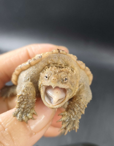 白化基因佛鳄龟,状态如疯狗,养成观赏价值超一流!全品无瑕疵