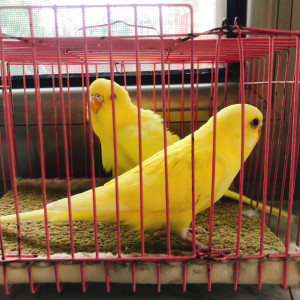 虎皮鹦鹉黄红眼