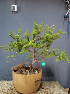 珍珠黄杨盆景俗称鱼鳞木千年矮直径2公分多盆上高度40多公分造