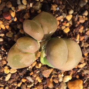 1804红宝石毛汉尼群生,三头红宝石毛汉尼肉锥