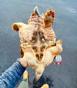 变异大鳄大理石关联原色大鳄佛鳄中美拟鳄蛋龟 30cm