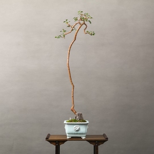 岭南盆景文人树