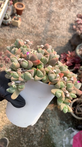 多肉植物 秋琴玉大老桩 ,12厘米盆口