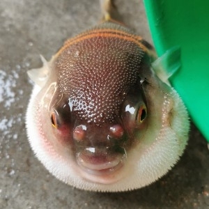 限时特价12厘米包邮包损弓斑河豚26