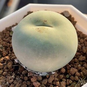 5cm鸽子蛋母本 肉锥 多肉植物
