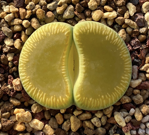 【生石花品名】岛田绿光阳- c48a(特选)