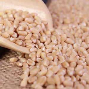 麦仁小麦去皮小麦仁