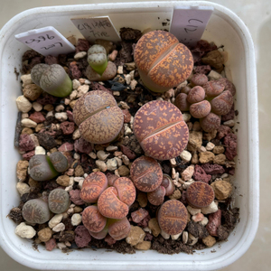 生石花c12日轮共8棵,有3棵缀化,盆中还有4棵其他品种,整