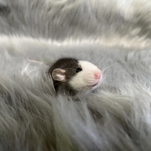 花枝鼠活体宠物活物幼崽哈士奇飞象耳暹罗纯家养宝宝