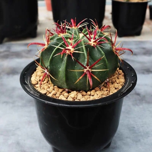 红刺仙人球日出江守玉宽刺开花植物好养活易度夏室内桌面小盆栽