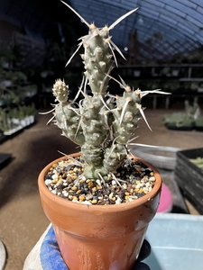 清棚处理 纸刺武藏野 多头 输入品种 球节团扇 仙人球  价