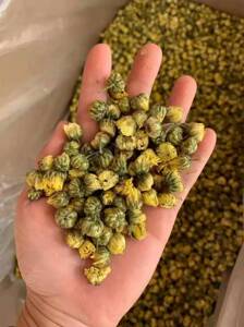 500g批发桐乡胎菊菊花亏本正宗特级野生胎菊王泡茶清热去火茶