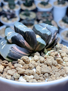 永岗大型玉扇锦,亚成,一物一拍(霓虹灯,冰灯玉露锦,黑肌玉露