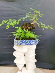 【小石积盆景】小石积盆景品牌,价格 - 阿里巴巴