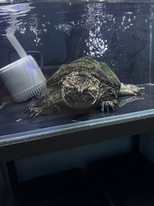 佛鳄龟 黑佛鳄龟 纯佛鳄龟 野佛后 原种后