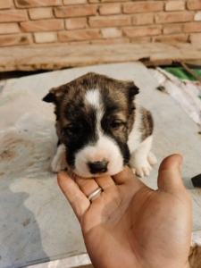 中亚牧羊犬幼崽刚出满月,低价出