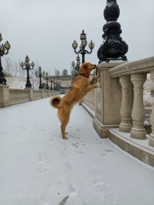 精品太行犬大笨狗种公,黄狗白面金不换,招财,金钱卷尾巴,大骨