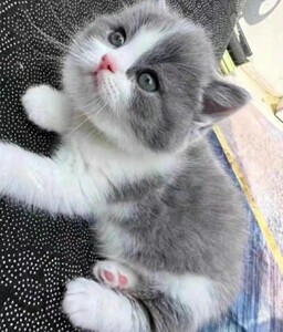 同城自提英短蓝白蓝猫幼猫,已经两个半月了,自己家蓝白的崽,一