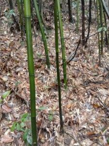 实心竹玉竹种苗,带根带鞭带芽保湿发货,10元一棵,6棵包邮.