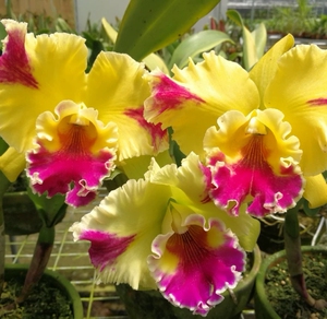 卡特兰兰花带花