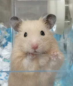 练玲玲lo95785012淘宝精选家养短毛金丝熊,米熊,白熊眼圈熊,性格好