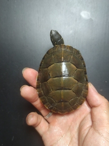 3厘米.东锦西锦南锦杂锦中