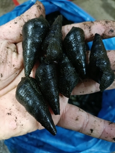 坑螺,大山沟里的螺子,个头颜色,活力都特别给力