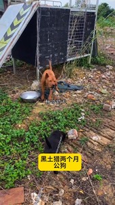 【杨哥猎犬】贵州黑土猎纯种土猎犬活体田园犬公狗实战犬后代猎性