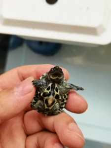 萨尔文蛋龟!萨尔文2022年头苗!母温孵化,母龟概率大.已经