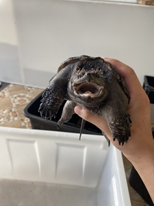 黑佛鳄龟公纯冷水冬眠,厚嘴壳黑炭个体,蛋甲巨头爆刺宽脸优秀的