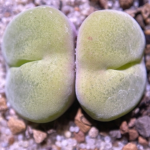 翠光玉 翠星 肉锥 多肉植物