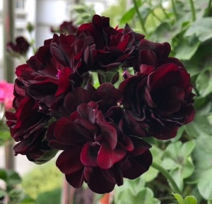 天竺葵 黑玫瑰 黑魔法 红女巫 海滩 垂吊天竺葵