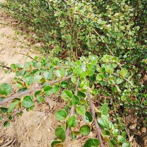 平枝荀子 铺地蜈蚣 小叶栒子红花旬子苗盆景匍匐灌木工程绿化苗