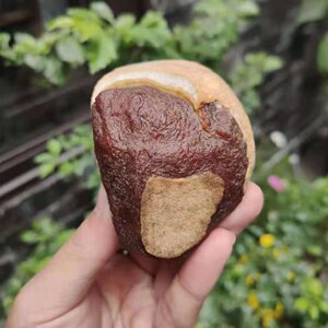 翡翠原石大马坎红翡