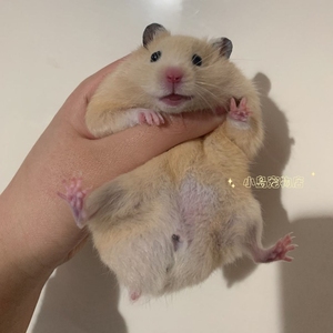 米熊一只25包邮仓鼠金丝熊家养小仓鼠仓鼠宠物繁殖进度过快,着