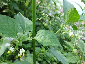 龙葵中药材野生龙葵草中草药凉茶菜籽苦葵乌籽菜500g包邮新鲜