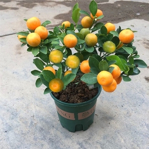 四季桔盆栽带果金桔朱砂桔橘子客厅阳台办公室好寓意招财好养耐寒
