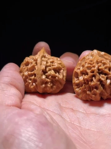 秦闷狮子头 文玩核桃 皮质超级纹路最美珊瑚纹